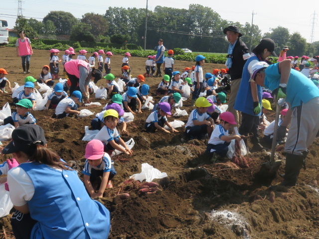 秋のお芋掘り遠足終了 東岩槻幼稚園ブログ さいたま市